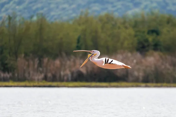 Ave Gran Pelícanos Blancos Pelecanus Onocrotalus Volando Sobre Agua Lago — Foto de Stock