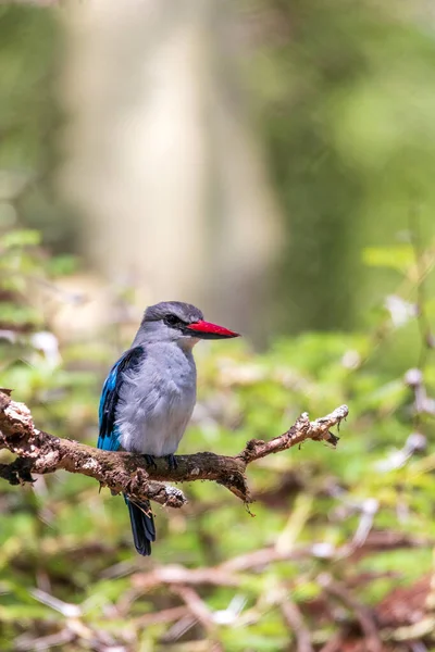 Όμορφο Δάσος Πουλιών Kingfisher Σκαρφαλωμένο Κλαδί Δέντρου Halcyon Senegalensis Lake — Φωτογραφία Αρχείου