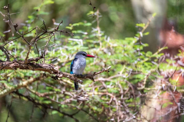 Piękny Ptak Leśny Zimorodek Siedzący Gałęzi Drzewa Halcyon Senegalensis Jezioro — Zdjęcie stockowe