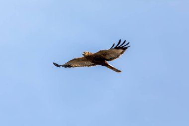 Marsh Harrier, Circus aeruginosus, mavi gökyüzüne inen yırtıcı kuşlar. Çek Cumhuriyeti, Avrupa Vahşi Yaşam