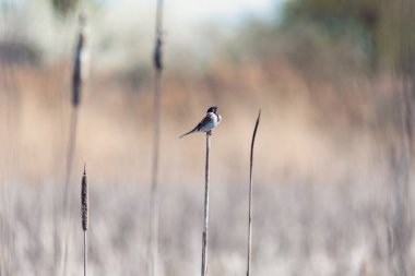 Bahar mevsiminde, sazlığın üzerinde (Emberiza schoeniclus) yaygın sazlık erkek kiraz kuşu. Çek Cumhuriyeti, Avrupa yaban hayatı