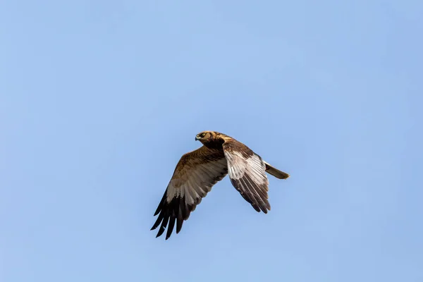 Marsh Harrier Circus Aeruginosus Uccelli Rapaci Che Atterrano Sul Cielo — Foto Stock