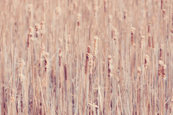 Schilf Hintergrund Reisig Aus Zuckerrohr Mit Flachem Fokus Wildes Gras — Stockfoto