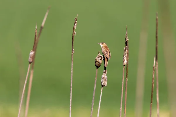 small song bird Sedge warbler (Acrocephalus schoenobaenus) sitting on the reeds. Little songbird in the natural habitat. Spring time. Czech Republic, Europe wildlife