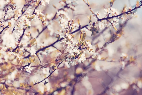 Midland Hawthorn Crataegus Laevigata White Flowering Tree Springtime Europe Springtime — Stock Photo, Image