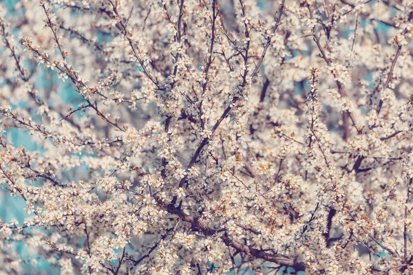 Midland Hawthorn Crataegus Laevigata White Flowering Tree Springtime Europe Springtime — Stock Photo, Image