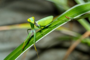 Büyük dişi peygamber devesi (Mantodea) yeşil yapraklı, Sulawesi, Endonezya