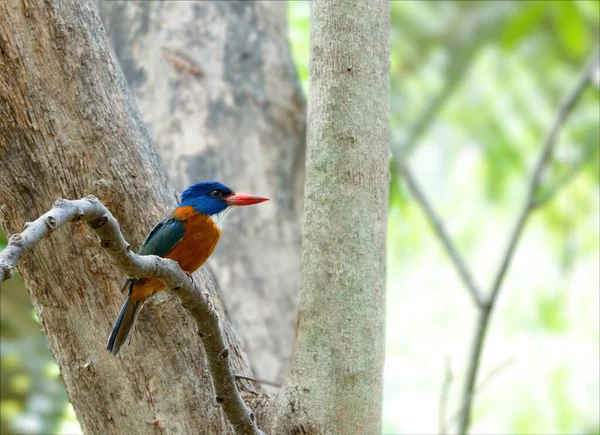 Mooie Kleurrijke Vogel Groen Back Ijsvogel Actenoides Monachus Zitstokken Een — Stockfoto