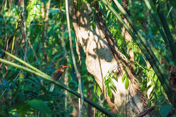 Hermoso Pájaro Colorido Espalda Verde Martín Pescador Actenoides Monachus Posa —  Fotos de Stock