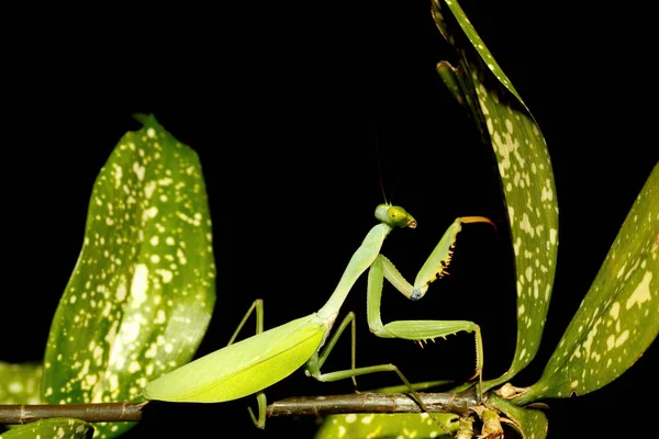 Big Female Praying Mantis Mantodea Green Leaf Sulawesi Indonesia — Stock Photo, Image
