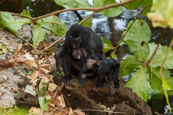 Endemische Aap Celebes Kuifmakaak Macaca Nigra Bekend Als Zwarte Aap — Stockfoto