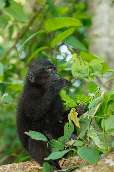 Mono Endémico Celebes Crested Macaque Macaca Nigra Conocido Como Mono — Foto de Stock