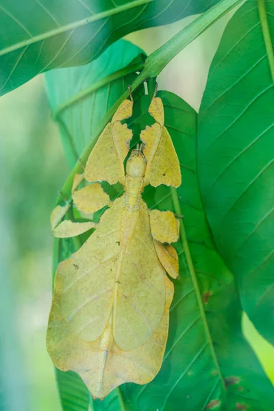 Asiático Phyllium Pulchrifolium Giganteum Folha Inseto Caminhando Licença Bali Indonésia — Fotografia de Stock