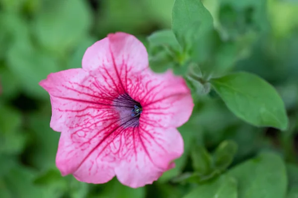 Beautiful Petunia Surfinia Pink Vein Purple Violet Surfinia Flowers Petunia — Stock Photo, Image