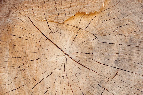 Hout Slice Grungy Achtergrond Met Ruimte Voor Tekst Beeld — Stockfoto