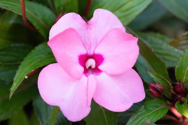 Belle Rose Nouvelle Guinée Impatiente Fleurs Impatiens Hawkeri Dans Jardin Photo De Stock