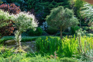 summer garden with conifer trees, green grass . Gardening concept.