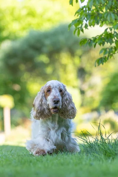 夏日的花园 下午阳光普照 纯种的西班牙犬在草丛中繁殖 — 图库照片