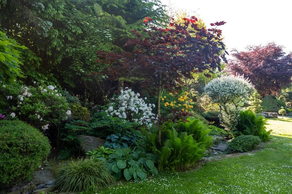 Summer Garden Conifer Trees Green Grass Flowering Azalea Flowers Gardening — Φωτογραφία Αρχείου