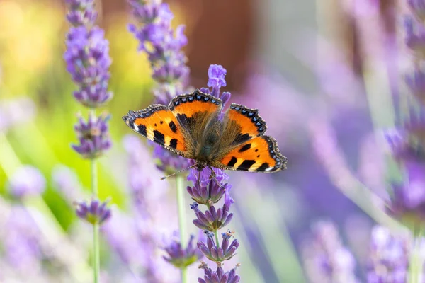 Kleine Schildpad Mooie Vlinder Aglais Urticae Lavendel Europa Tsjechië Het — Stockfoto