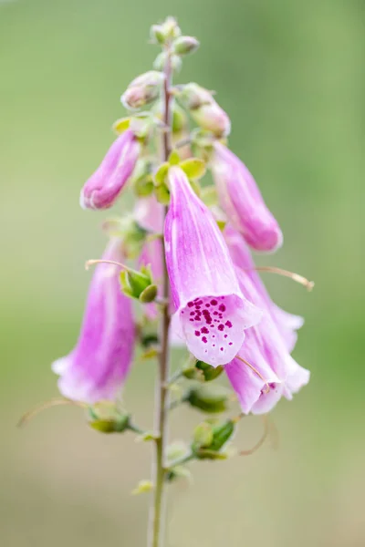 Piękny Różowy Kwiat Fioletowe Foxgloves Digitalis Purpurea Lesie Czechy Pustynia — Zdjęcie stockowe