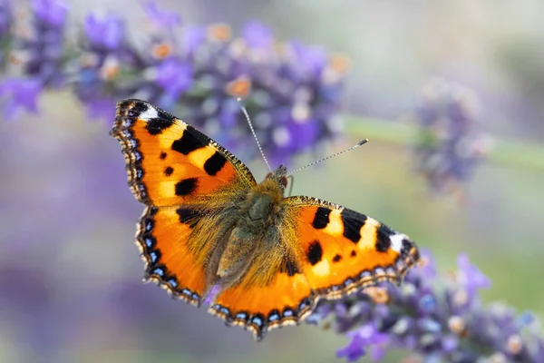 Kleine Schildpad Mooie Vlinder Aglais Urticae Lavendel Europa Tsjechië Het — Stockfoto