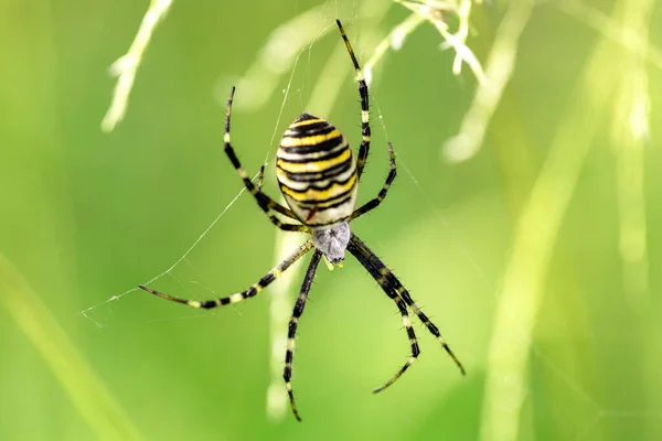 Argiope Bruennichi Osa Pająk Sieci Inwazyjne Gatunki Pająka Orb Web — Zdjęcie stockowe