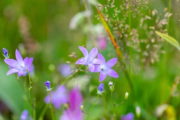 花のカンパヌラ パトゥラ 夏の牧草地での野生の開花植物 花に美しい紫色の広がる鐘の花 ヨーロッパ チェコ共和国 — ストック写真
