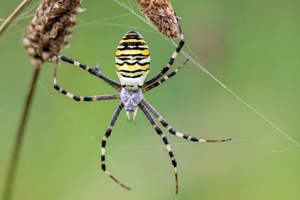 Argiope Bruennichi Αράχνη Σφήκα Στο Διαδίκτυο Χωροκατακτητικά Είδη Της Αράχνης — Φωτογραφία Αρχείου