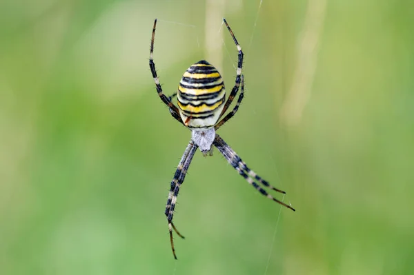 Argiope Bruennichi Aranha Vespa Web Espécies Invasoras Aranha Orb Web — Fotografia de Stock