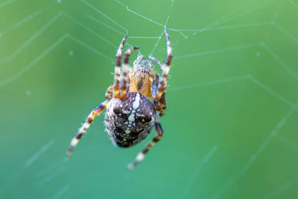 Wspólny Leśny Krzyżowy Pająk Siedzący Sieci Araneus Diadematus Europa Czechy — Zdjęcie stockowe