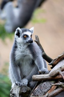 Şirin ve şakacı Halka Kuyruklu lemur, Madagaskar 'da endemik bir hayvan