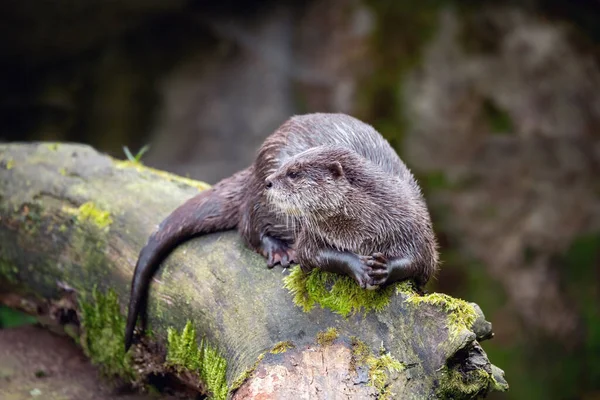 ヨーロッパのカワウソ ルトラルトラ は木の幹に休み 野生動物 チェコ共和国 — ストック写真