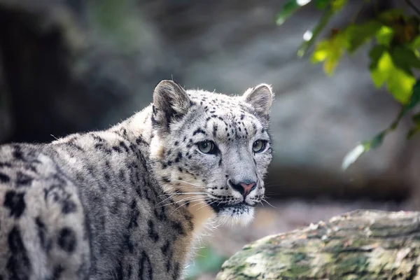 Uno Los Más Bellos Gato Grande Leopardo Nieve Irbis Uncia — Foto de Stock