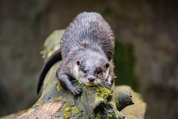 ヨーロッパのカワウソ ルトラルトラ は木の幹に休み 野生動物 チェコ共和国 — ストック写真