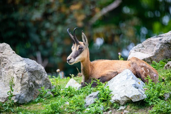 Chamois Rupicapra Rupicapra Una Specie Antilope Caprina Originaria Delle Montagne — Foto Stock