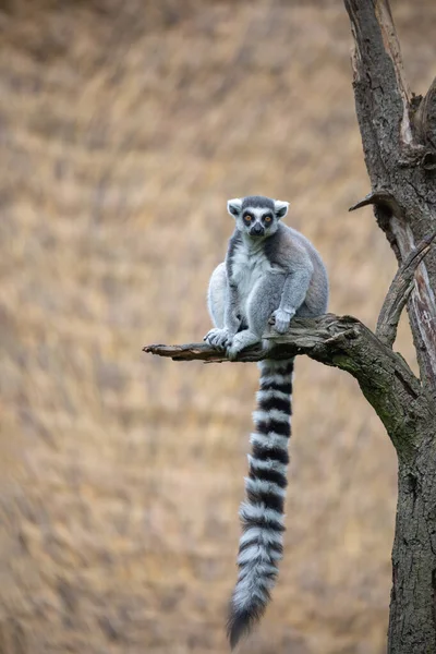 Carino Giocoso Lemure Dalla Coda Anello Animale Endemico Madagascar — Foto Stock
