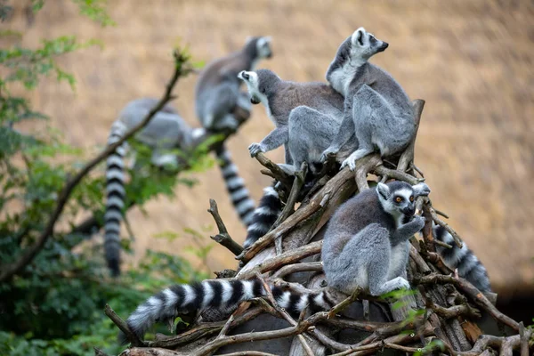 Famiglia Simpatici Giocosi Lemuri Dalla Coda Anello Animale Endemico Madagascar — Foto Stock