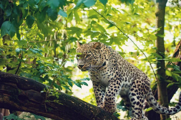 Persian Leopard Panthera Pardus Saxicolor Known Caucasian Leopard — Stock Photo, Image