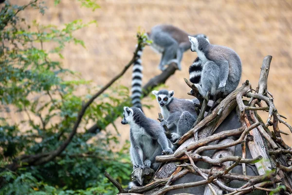 family of cute and playful Ring-tailed lemur, endemic animal in Madagascar
