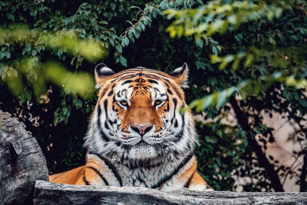 Der Sibirische Tiger Panthera Tigris Tigris Auch Amur Tiger Panthera — Stockfoto