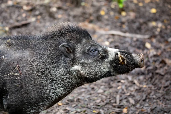 Jabalí Grande Adulto Del Cerdo Verrugoso Visayan Sus Cebifrons Una — Foto de Stock