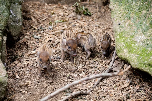 Pequeno Bebê Brincalhão Bonito Porco Verruga Visayan Sus Cebifrons Uma — Fotografia de Stock