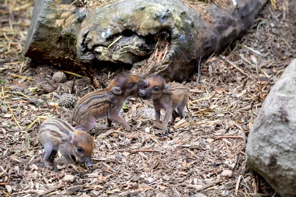 Visayan Warty Pig Sus Cebifrons の横に母親の種がいる小さなかわいい遊び心のある赤ちゃんは ブタ属の絶滅危惧種です フィリピン中部のヴィサヤン諸島に固有である — ストック写真