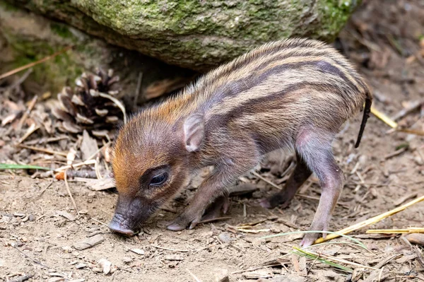 Pequeno Bebê Brincalhão Bonito Com Porcas Mãe Deitada Porco Verruga — Fotografia de Stock