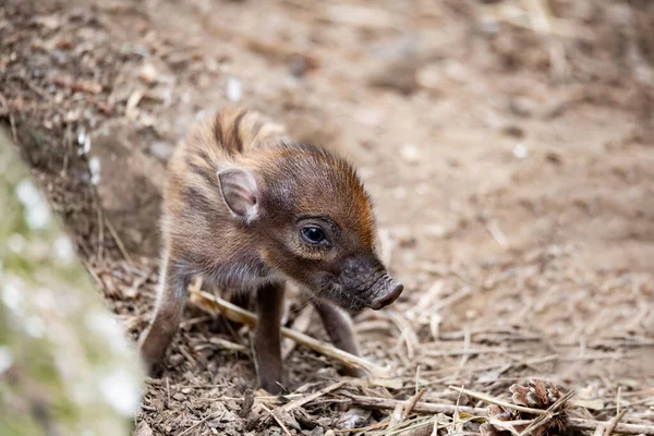 Pequeno Bebê Brincalhão Bonito Com Porcas Mãe Deitada Porco Verruga — Fotografia de Stock