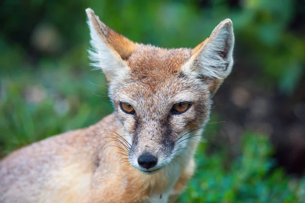 Πορτρέτο Του Korsak Της Στέπας Fox Vulpes Corsac Αρπακτικό Θηλαστικό — Φωτογραφία Αρχείου