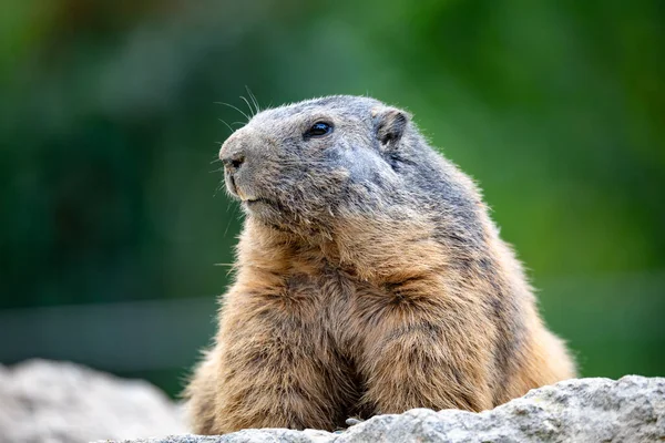 Marmota Alpina Marmota Marmota Retrato Cerca Vida Silvestre Europea — Foto de Stock