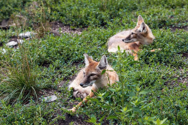 Descansando Dos Korsak Estepa Fox Vulpes Corsac Mamífero Depredador Del —  Fotos de Stock