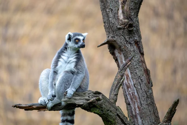 Cute Playful Ring Tailed Lemur Endemic Animal Madagascar Stock Picture